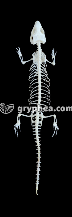 Squelette de Lézard - gryphea.com